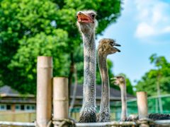 -常州淹城野生动物世界