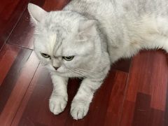 -瑞鹏宠物医院·骨科·猫科·内科(第一中心)