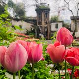 废墟中的烂漫花园[玫瑰][凋谢]