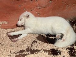 -Zoolung Zoolung动物主题公园(海信广场店)