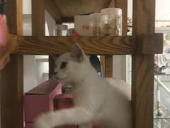 -团子家猫咪猫咖馆·柯基·柯尔鸭