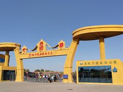 -金塔沙漠胡杨林景区