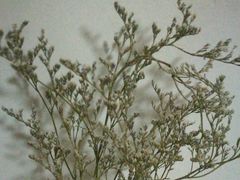 -L.C FLORA花予你(城西银泰城店)