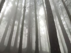 -武陵山森林公园