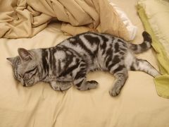-宠爱国际动物医院· 猫科· 外科·中兽医(长白店)