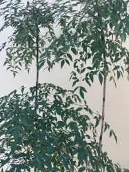 -HEYAN荷妍专业脱毛连锁机构