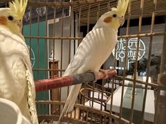 -淮扬府·游园京梦(中粮广场店)