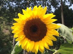 iphone_upload_pic-紫海香堤香草艺术庄园