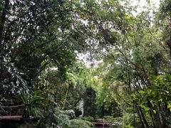 -绿光森林餐厅