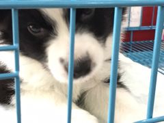 -翊宠yipet猫狗购宠庄园犬舍•猫舍