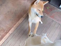 -啡语