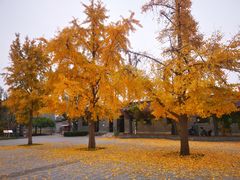 -北京鲁迅博物馆(北京新文化运动纪念馆鲁博馆区)