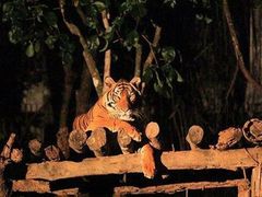 -清迈夜间动物园