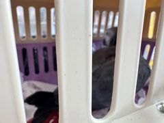 -爱侣宠医·鹦鹉专科·小型哺乳类·异宠专科(灵石路店)