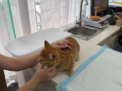 -美美宠物诊疗中心·异宠·骨科(滨江东信分院)
