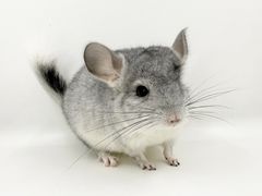 -龙猫仔乐园(惠福东路店)