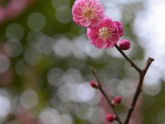 -重庆彩云湖湿地公园