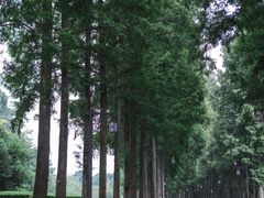 -都江堰普照寺