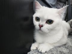 -PETKIT 小佩宠物·低压洗护·美容·寄养(安远店)