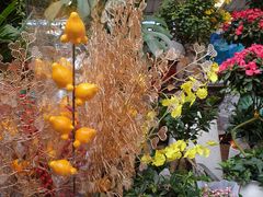 -曲阳花鸟市场(曲阳路店)