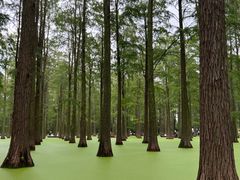 -渌洋湖湿地公园