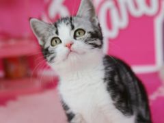 -翊宠yipet猫狗购宠庄园