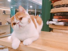 -飞行喵MR PILOT|猫舍·猫咖(静安大融城店)