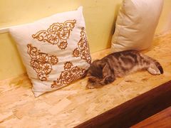 -猫色咖啡·猫咖