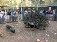 -长白岛森林公园