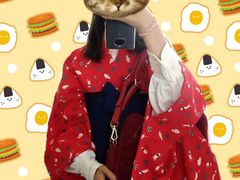 -飞行喵MR PILOT|猫舍·猫咖(静安大融城店)