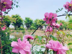 -鹅湖玫瑰文化园