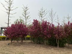 -马家湾湿地公园