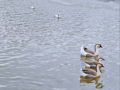 -溱湖国家湿地公园