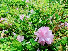 -白塘生态植物园