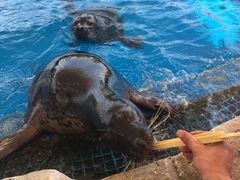 -芜湖新华联大白鲸海洋公园