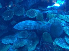 -迪拜水族馆及水下动物园
