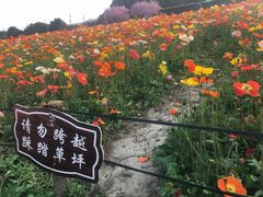-秀丽东方
