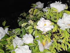 -洛阳市牡丹公园