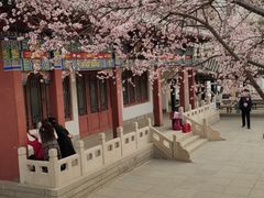 -桃花堤公园