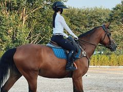 -北京群众马术培训基地