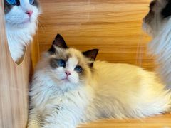 -猫十亿·布偶金渐层·曼基康矮脚猫舍(青年路店)