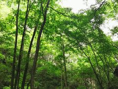-牛背梁国家森林公园