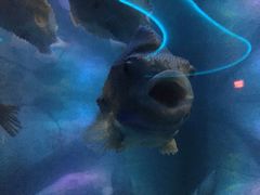 -瑞普利水族馆