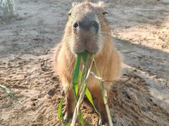 -西霞口神雕山野生动物世界