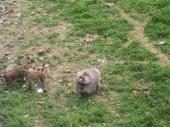 -合肥野生动物园