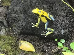-上海大自然野生昆虫馆(东方明珠·爬宠昆虫探索中心)