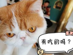 -飞行喵MR PILOT|猫舍·猫咖(静安大融城店)