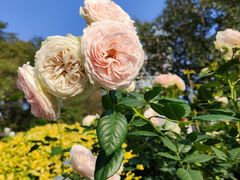 -人民公园(罗湖区)