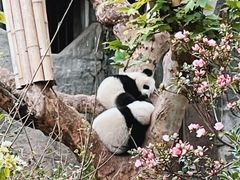 景点-成都大熊猫繁育研究基地