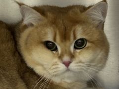 -中农国际动物医院24小时·猫科·骨科·急重症中心